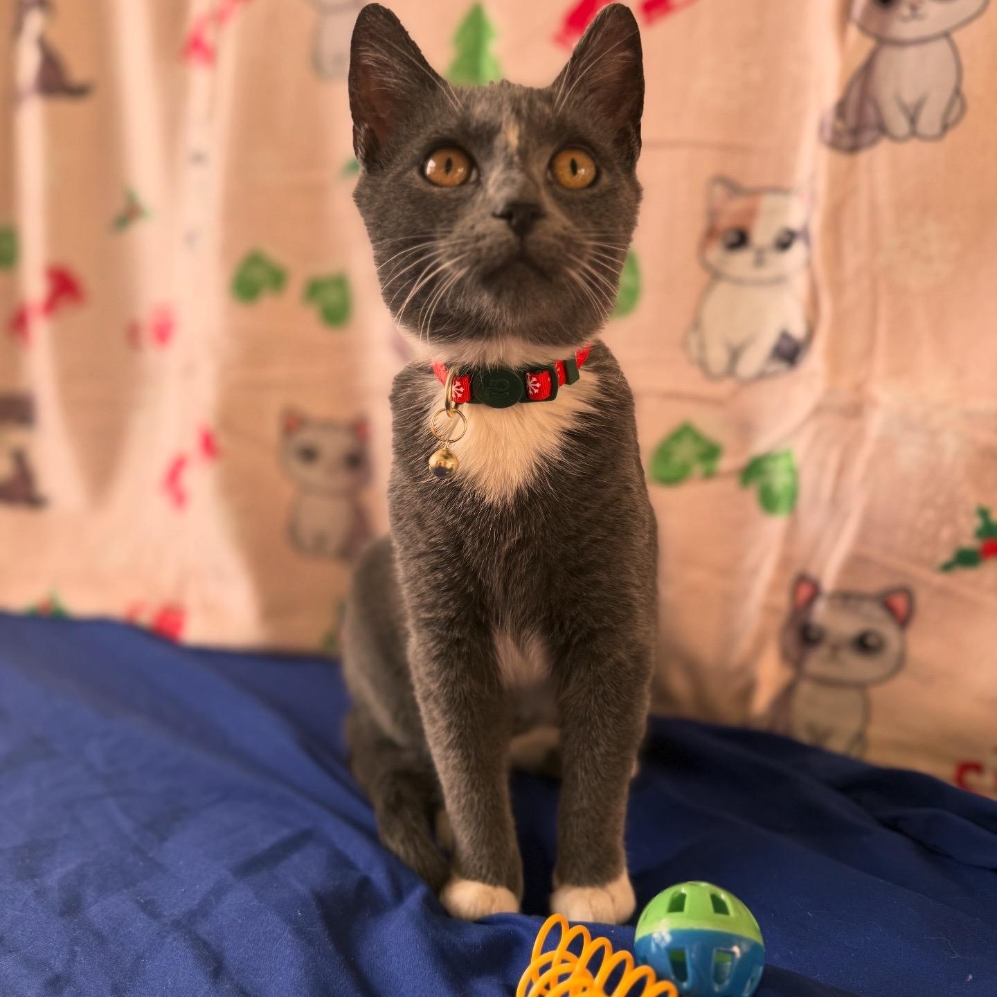 Enlarge Tootsie Roll, a ADOPTABLE Domestic Short Hair in Brooklyn, NY image 4/4