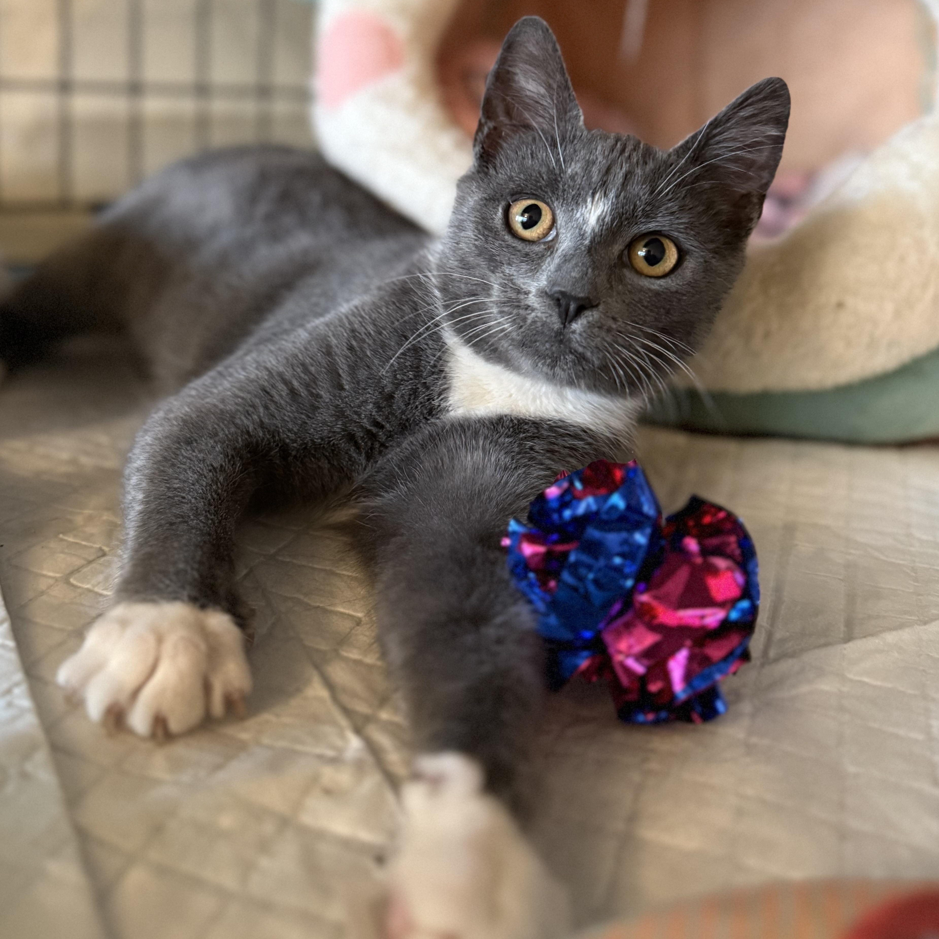 Enlarge Tootsie Roll, a ADOPTABLE Domestic Short Hair in Brooklyn, NY image 2/4
