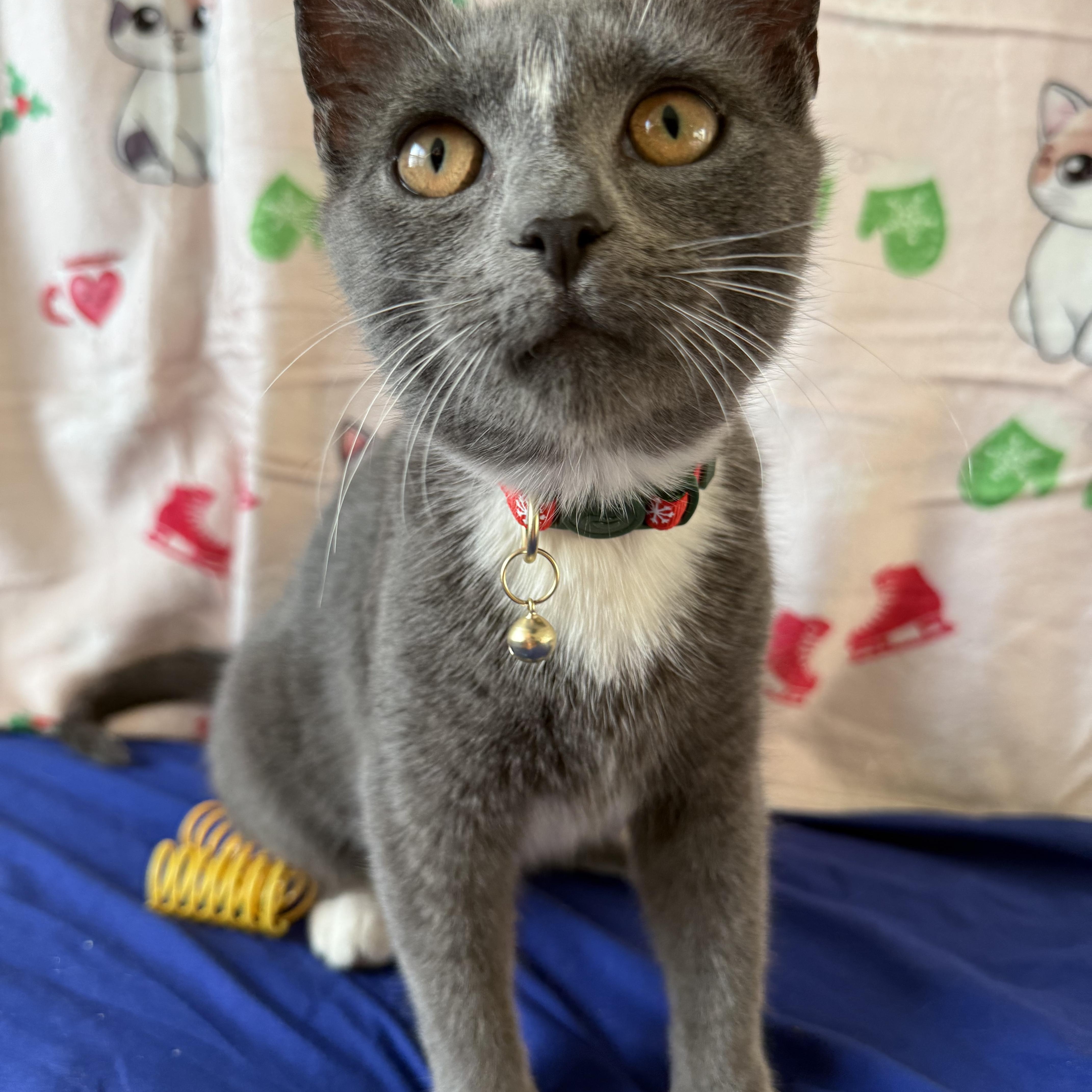 Enlarge Tootsie Roll, a ADOPTABLE Domestic Short Hair in Brooklyn, NY image 3/4