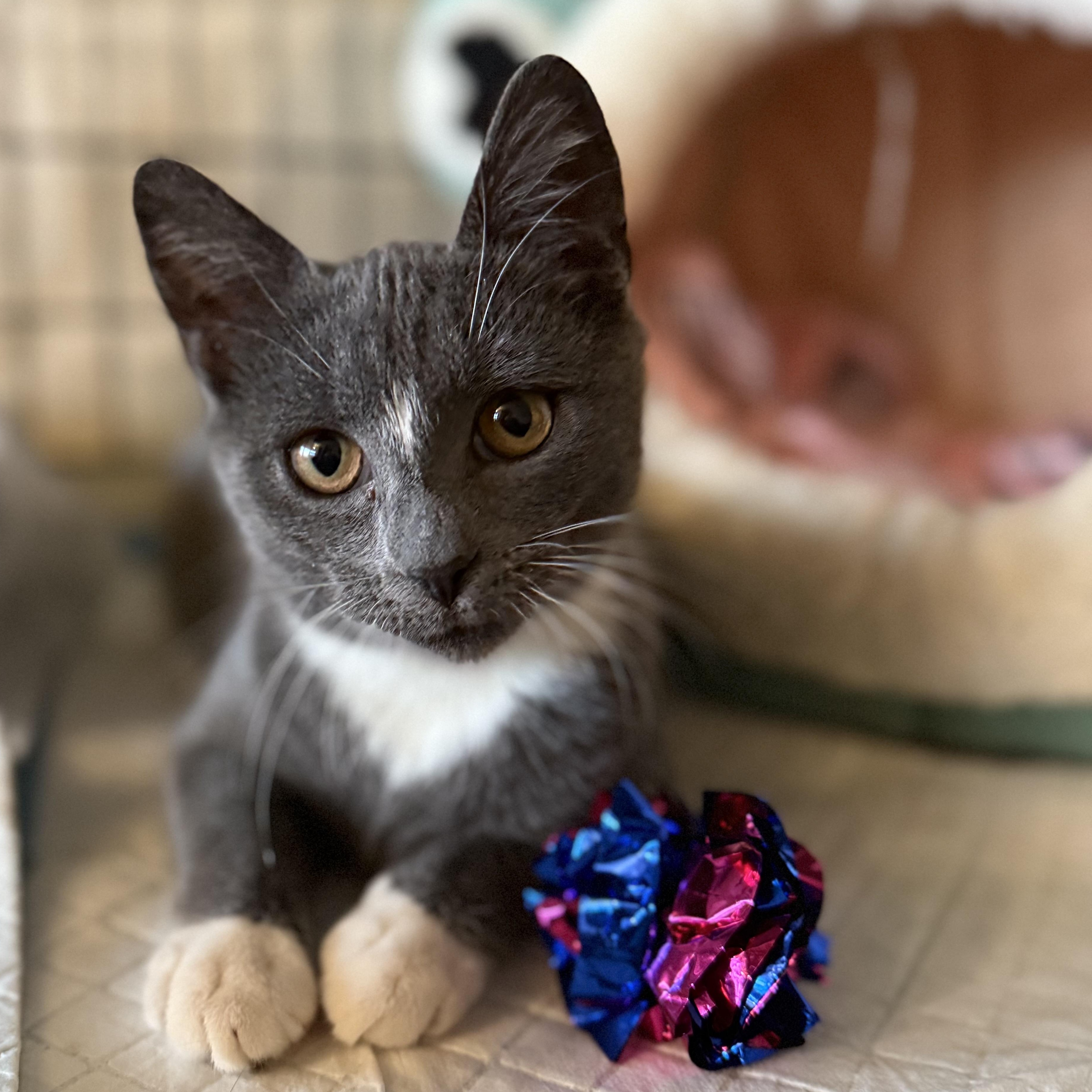 Enlarge Tootsie Roll, a ADOPTABLE Domestic Short Hair in Brooklyn, NY image 1/4