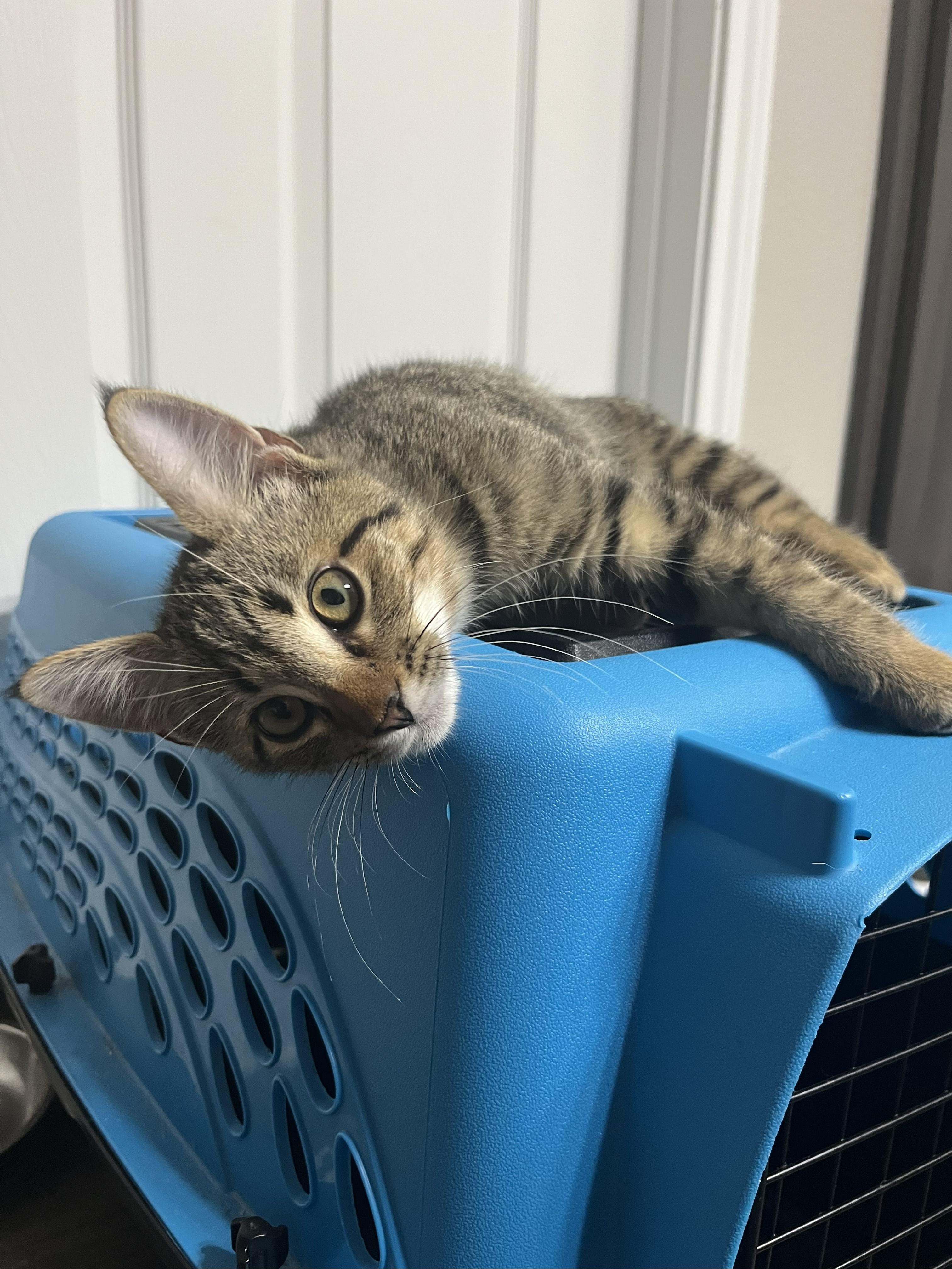 Enlarge PJ, a Adoptable Domestic Short Hair in Houston, TX image 2/3