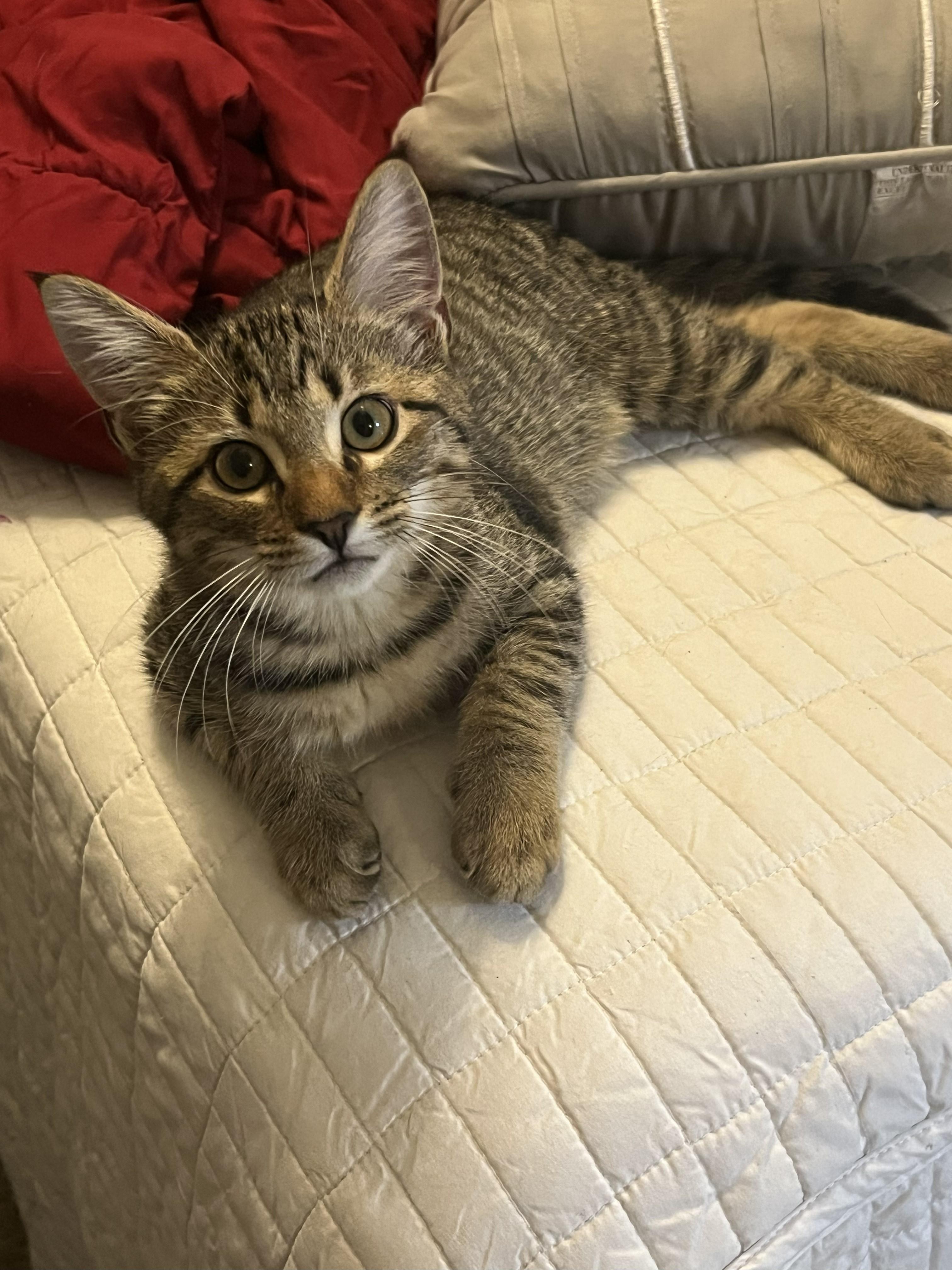 Enlarge PJ, a Adoptable Domestic Short Hair in Houston, TX image 1/3