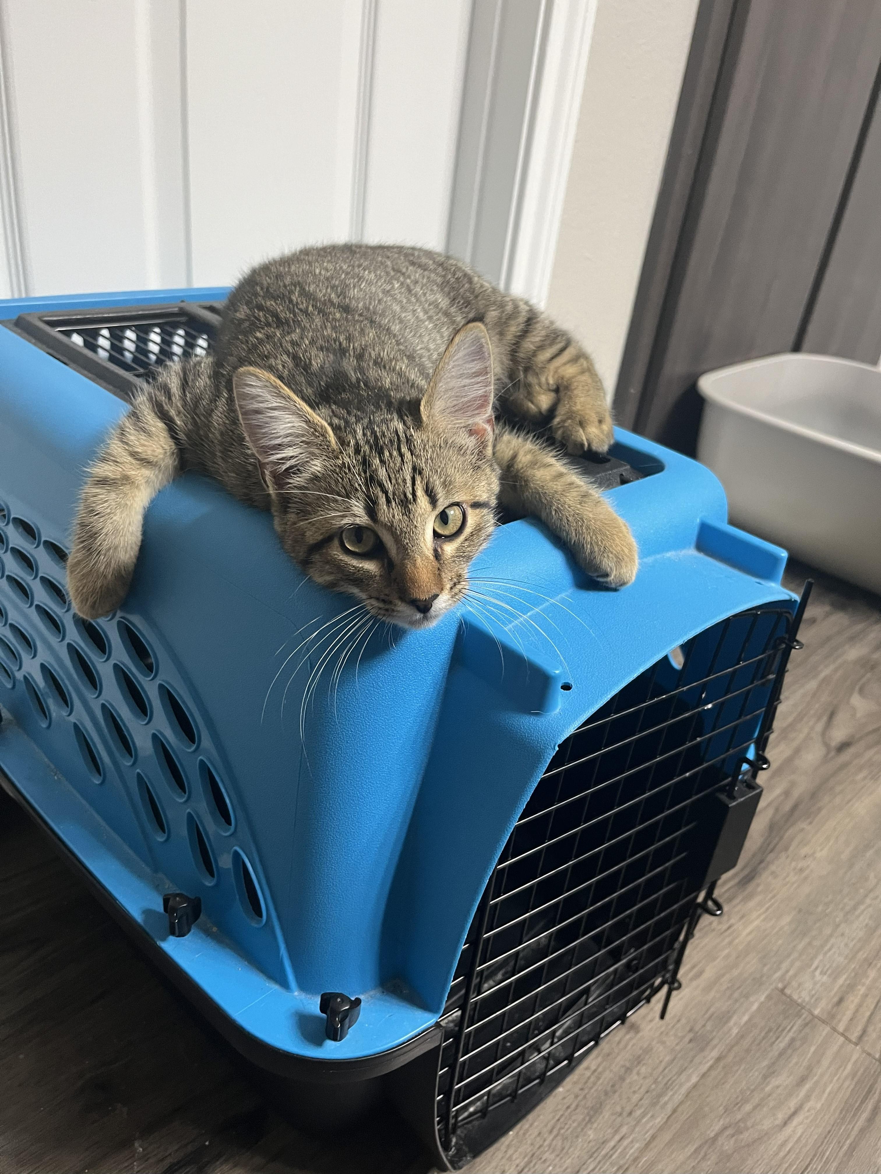 Enlarge PJ, a Adoptable Domestic Short Hair in Houston, TX image 3/3