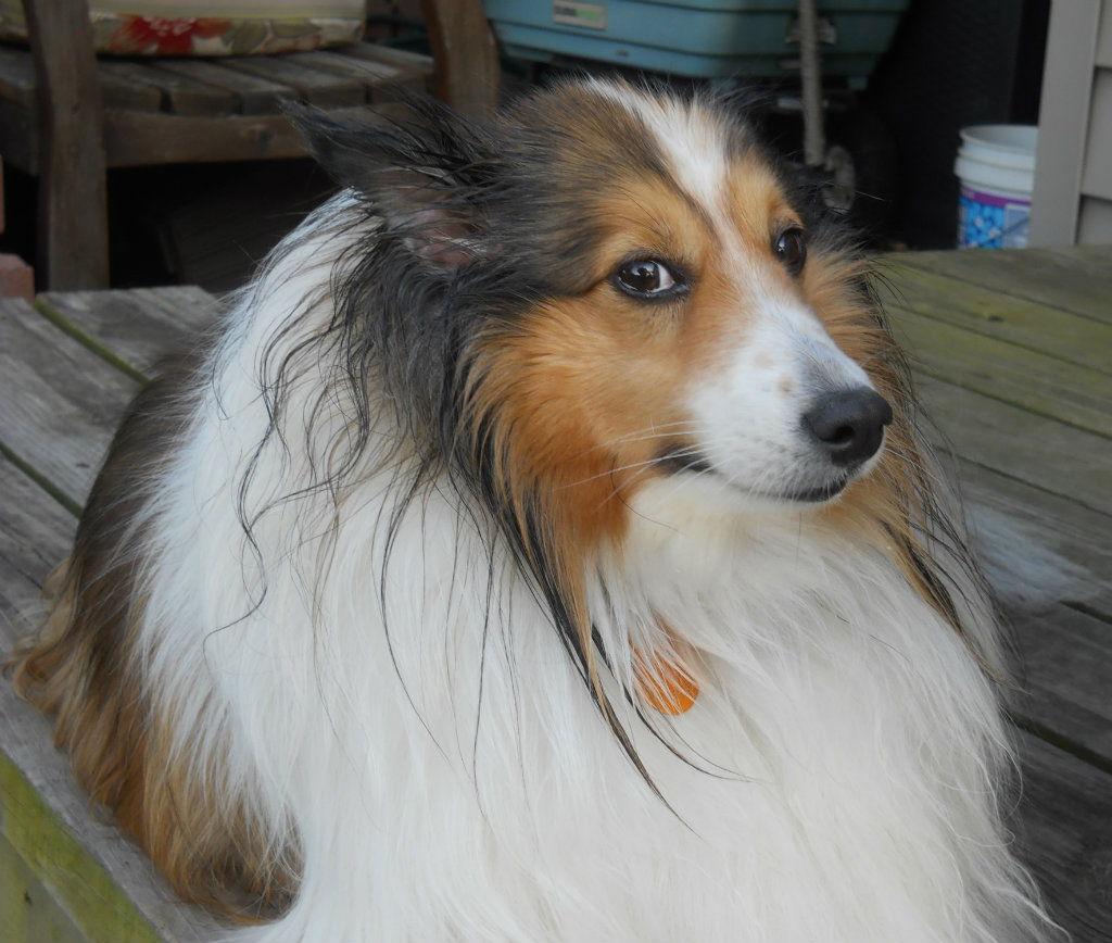 Kilo, Adopted, Adult Male Shetland Sheepdog / Sheltie.