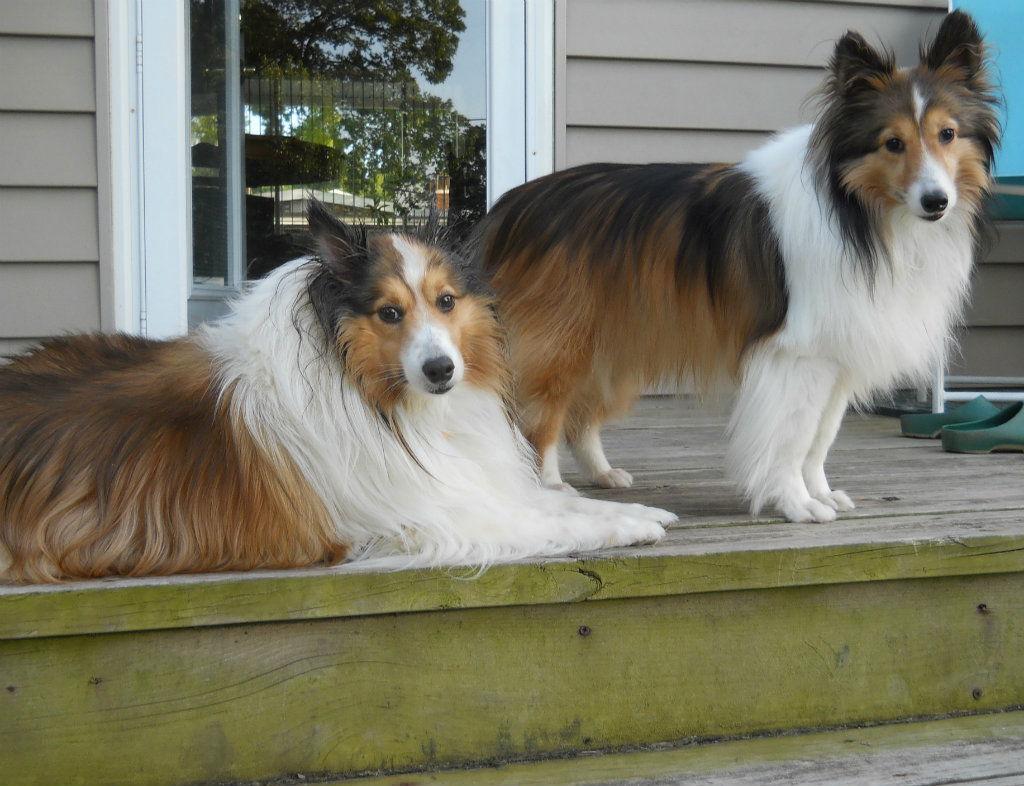 Kilo, a Adopted Shetland Sheepdog / Sheltie in Mission, KS image 2/3