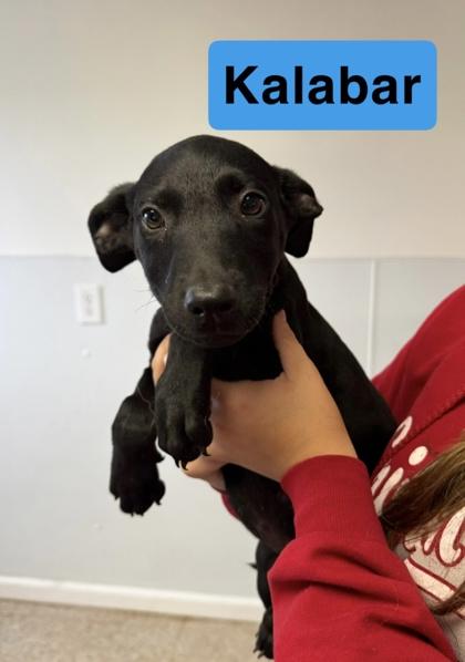 Enlarge Kalabar, a Adoptable mixed breed in St. Anne, IL image 1/1