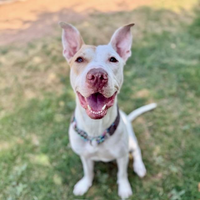 Enlarge Arrow, a Adoptable mixed breed in Gilbert, AZ image 4/6