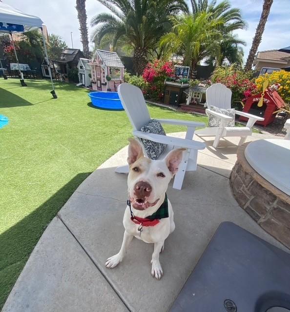 Enlarge Arrow, a Adoptable mixed breed in Gilbert, AZ image 6/6