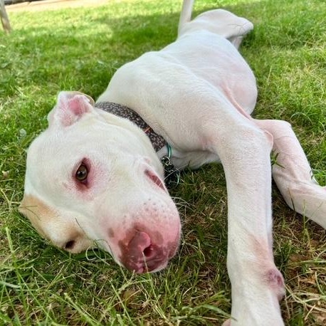 Enlarge Arrow, a Adoptable mixed breed in Gilbert, AZ image 5/6