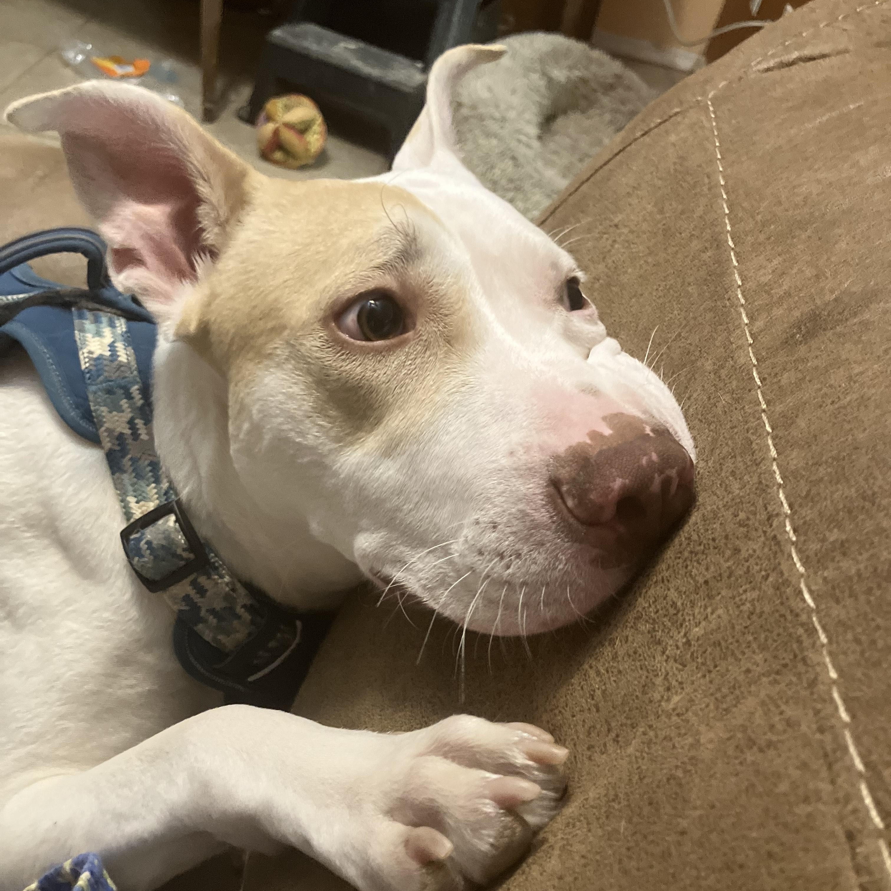 Enlarge Arrow, a Adoptable mixed breed in Gilbert, AZ image 1/6