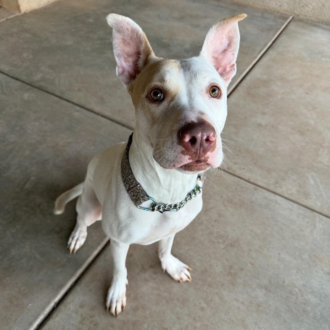 Arrow, Adoptable, Adult Male American Bully.
