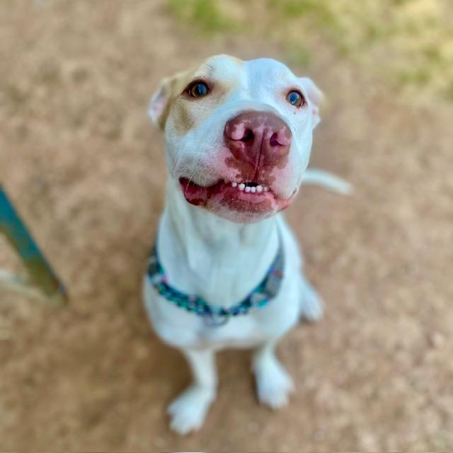 Enlarge Arrow, a Adoptable mixed breed in Gilbert, AZ image 3/6