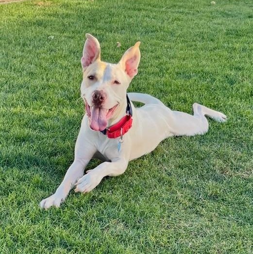 Arrow, Adoptable, Adult Male American Bully.