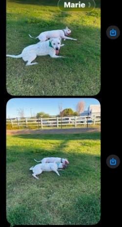 Enlarge Arrow, a Adoptable mixed breed in Gilbert, AZ image 5/6