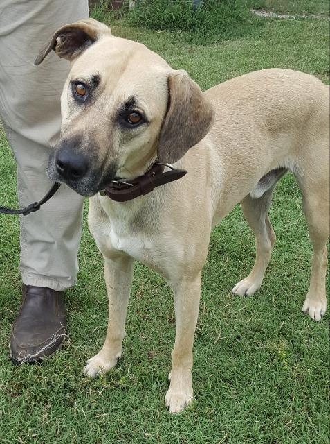 Danny, Adopted, Senior Male Black Mouth Cur.