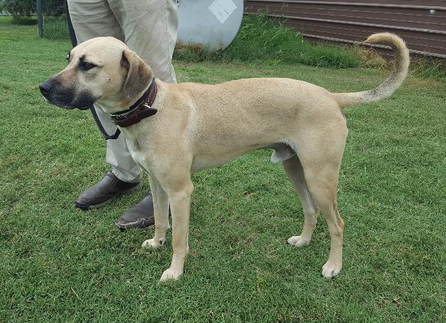 Danny, a Adopted Black Mouth Cur in Farmersville, TX image 2/3