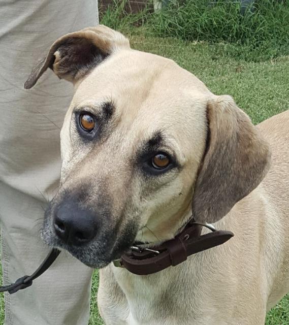 Danny, a Adopted Black Mouth Cur in Farmersville, TX image 3/3