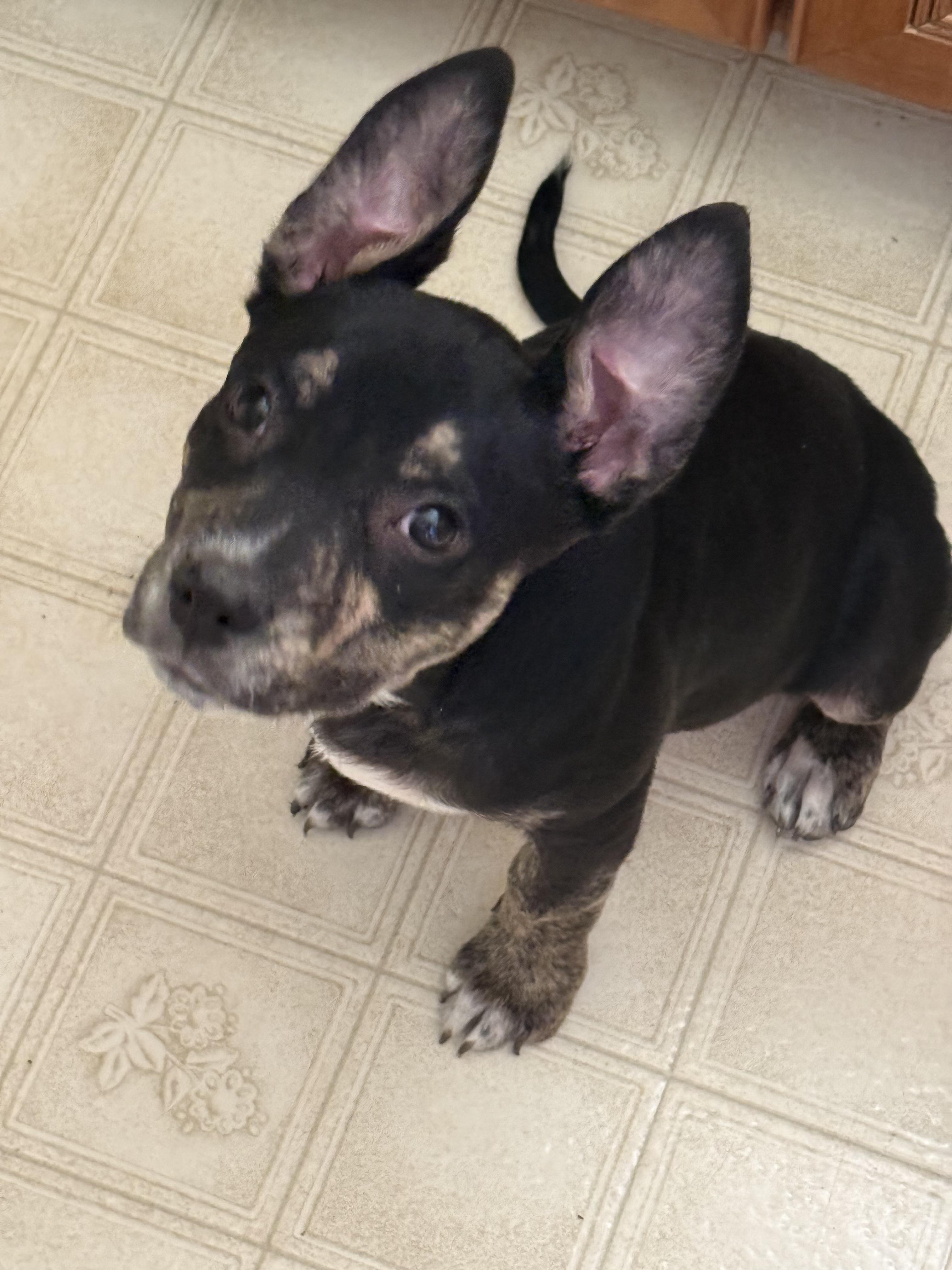 Amanda, a Adoptable mixed breed in Commerce City, CO image 2/5