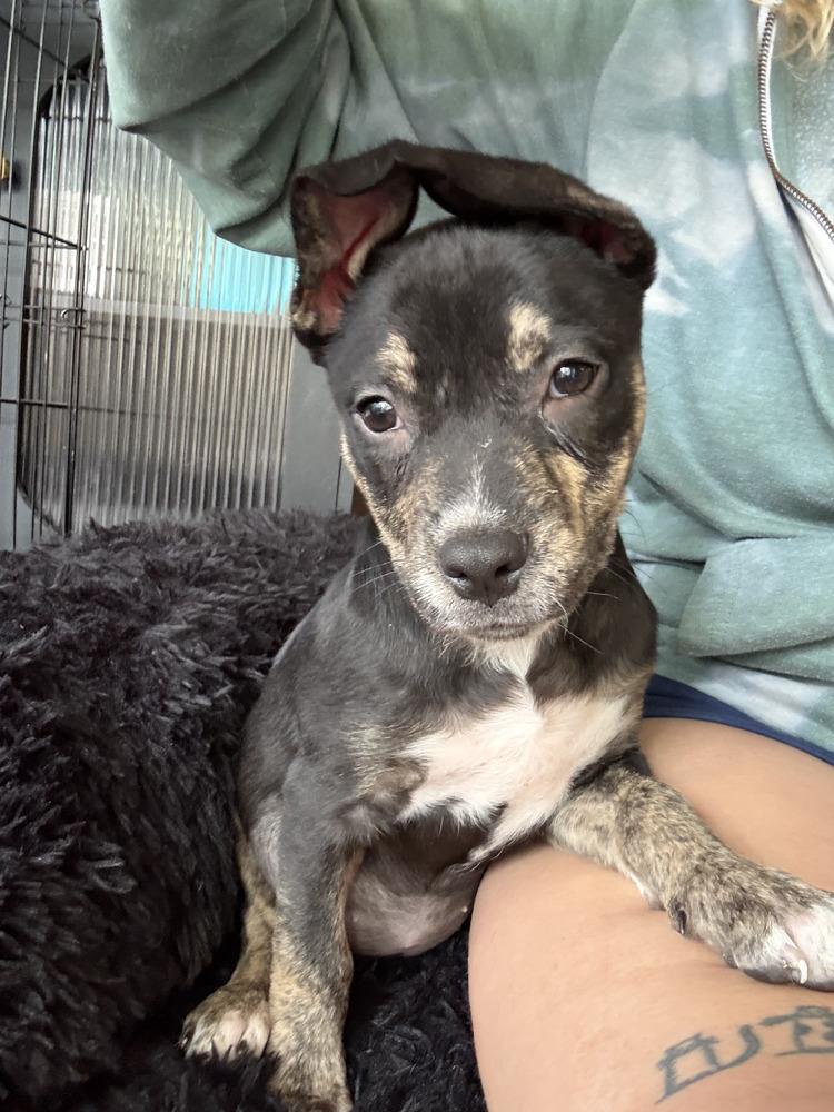 Amanda, a Adoptable mixed breed in Commerce City, CO image 5/5