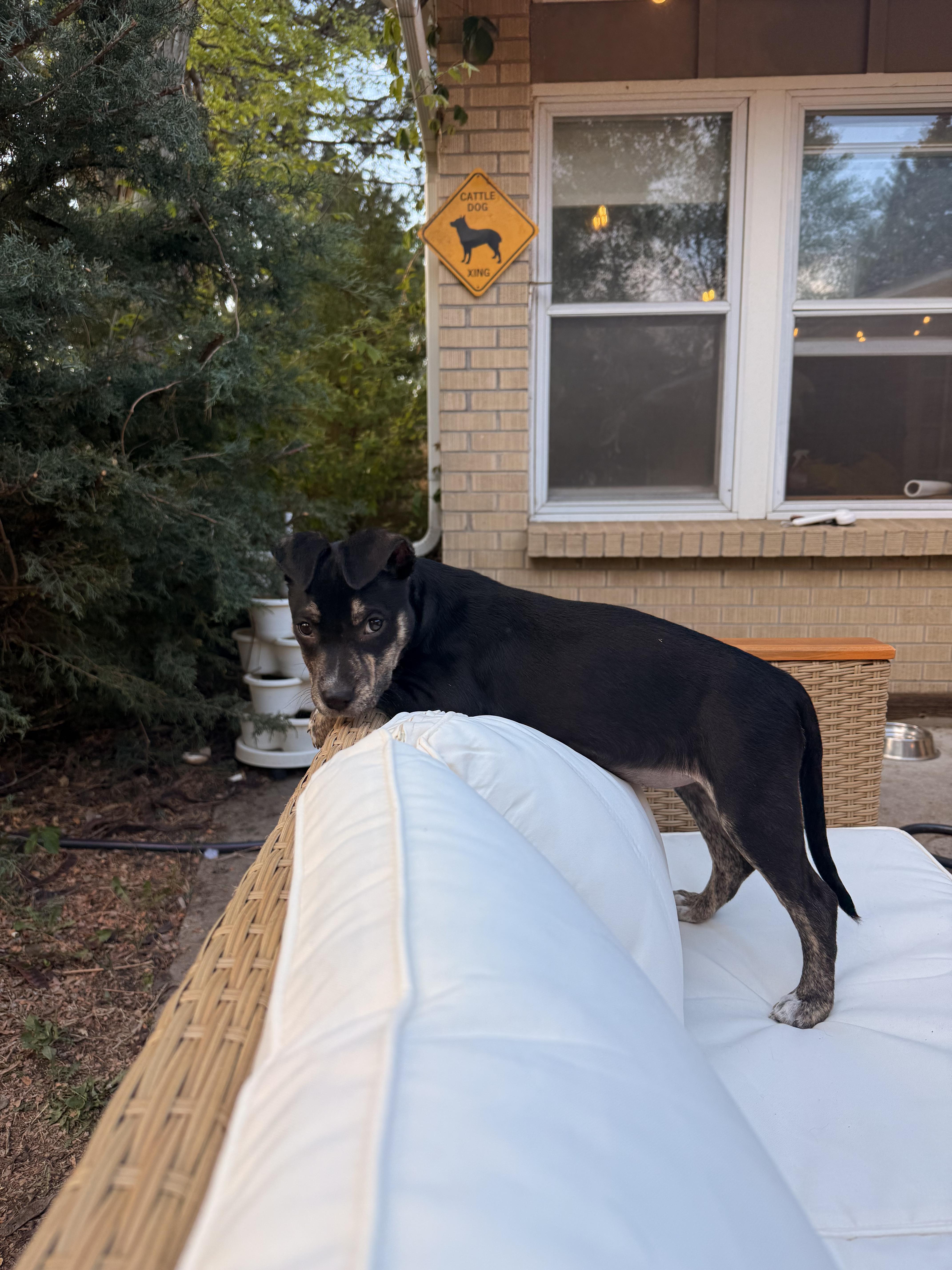 Amanda, a Adoptable mixed breed in Commerce City, CO image 3/5