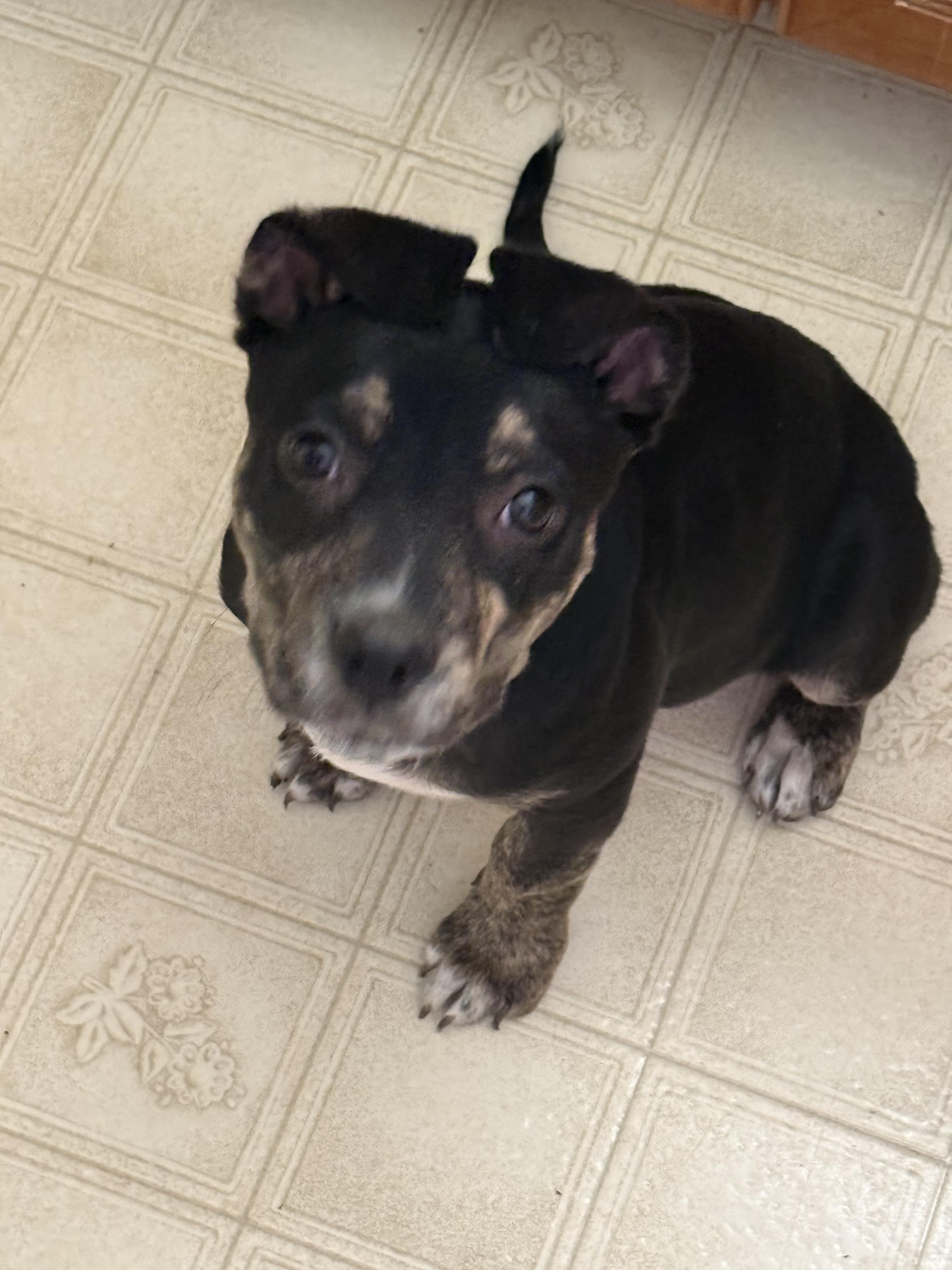 Amanda, a Adoptable mixed breed in Commerce City, CO image 4/5