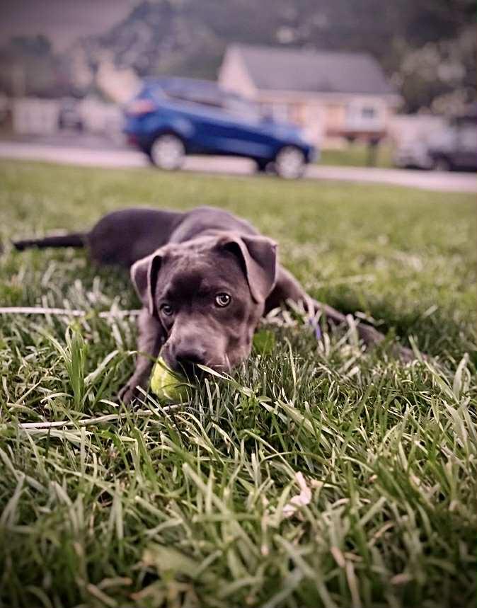 Diesel, a Adoptable mixed breed in Baltimore, MD image 1/2