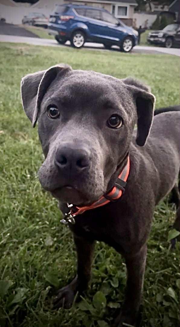 Diesel, a Adoptable mixed breed in Baltimore, MD image 2/2