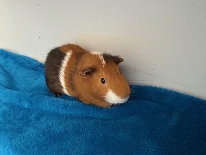 Rino, Adoptable, Adult Male Guinea Pig & Guinea Pig.