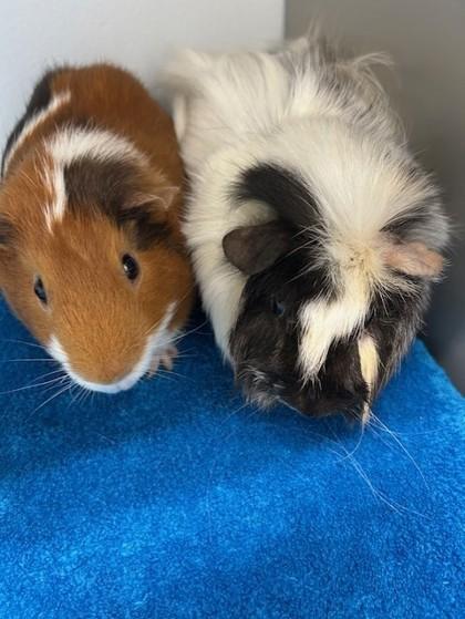 Rino, Adoptable, Adult Male Guinea Pig & Guinea Pig.
