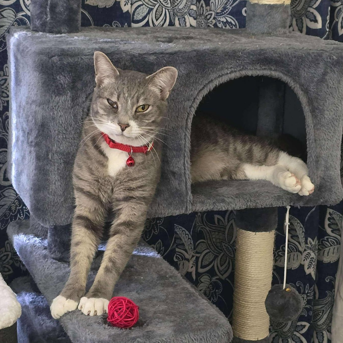 Bunny, Adoptable, Adult Male American Shorthair.