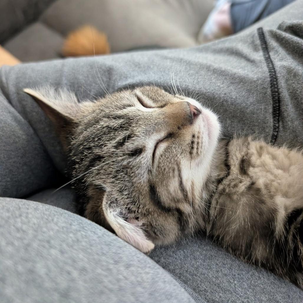 Lincoln, Adoptable, Kitten Male Domestic Short Hair.