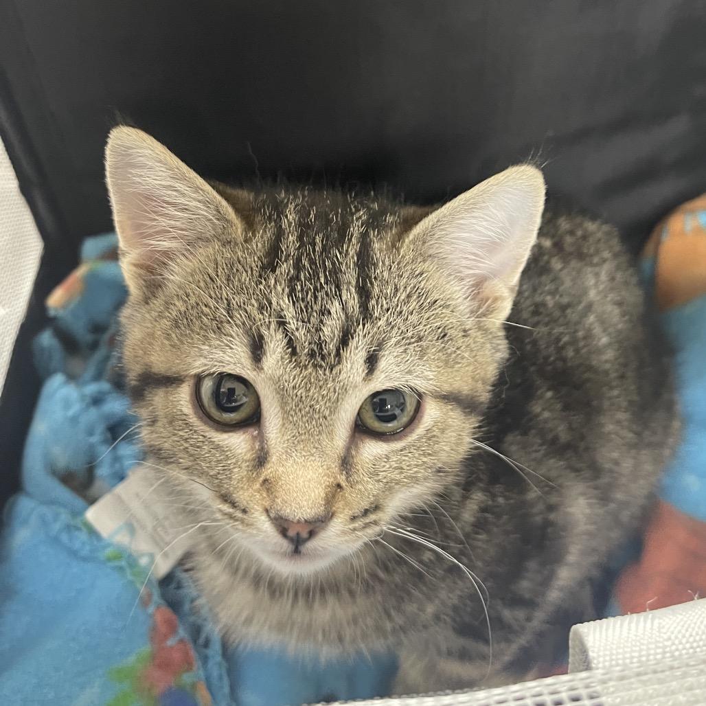 Enlarge Lincoln, a Adoptable Domestic Short Hair in Canton, IL image 2/3