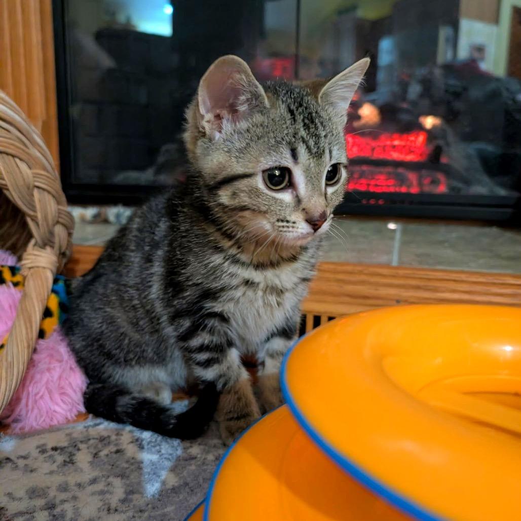 Enlarge Lincoln, a Adoptable Domestic Short Hair in Canton, IL image 3/3