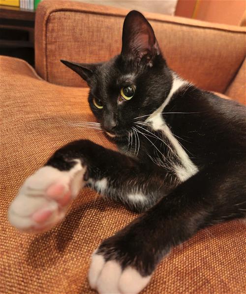 Enlarge Charlotte (I'm in foster care!), a Adopted mixed breed in Brooklyn, NY image 1/1