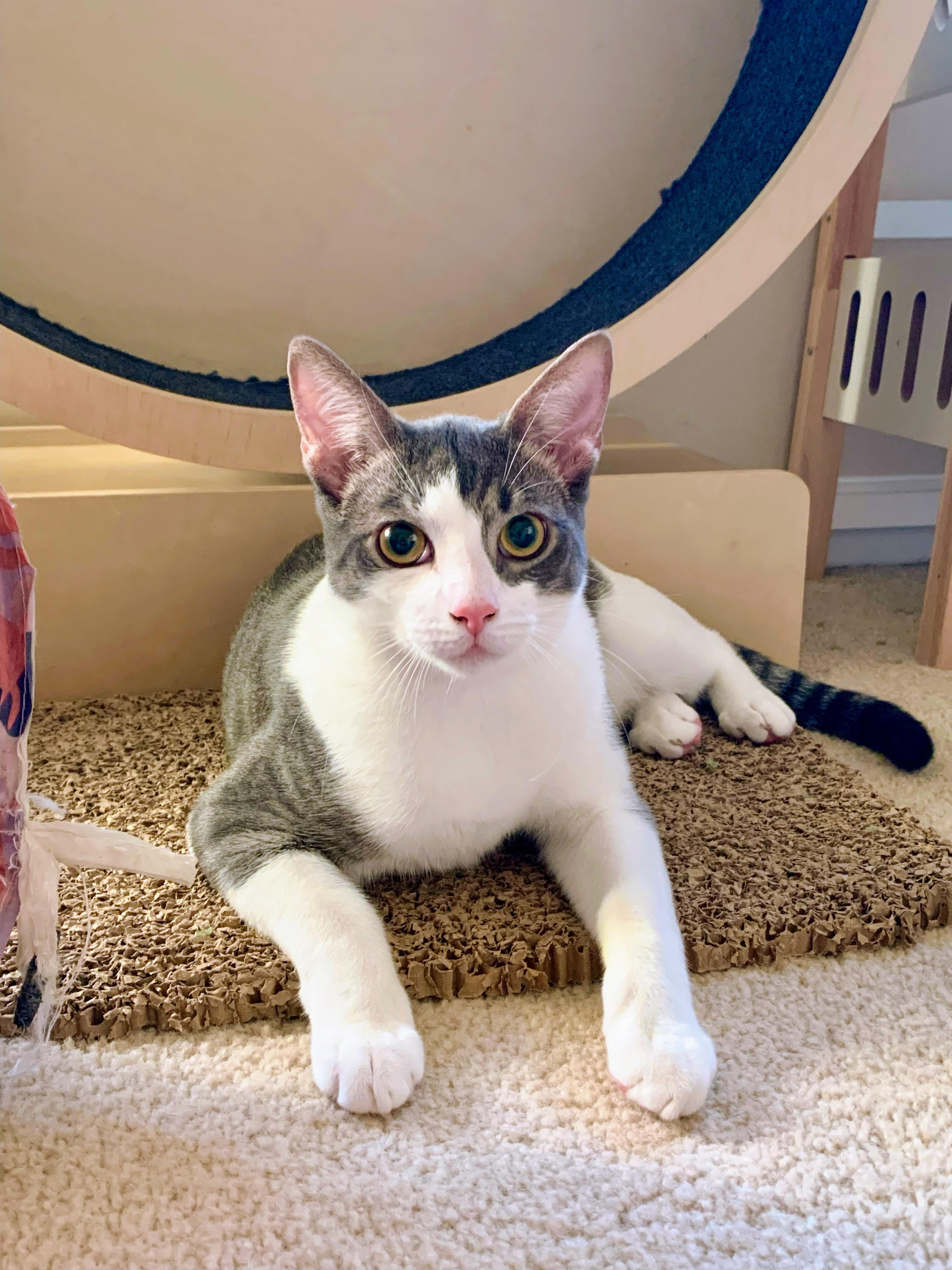 Enlarge Rubeus, a Adoptable Domestic Short Hair in Apex, NC image 3/6