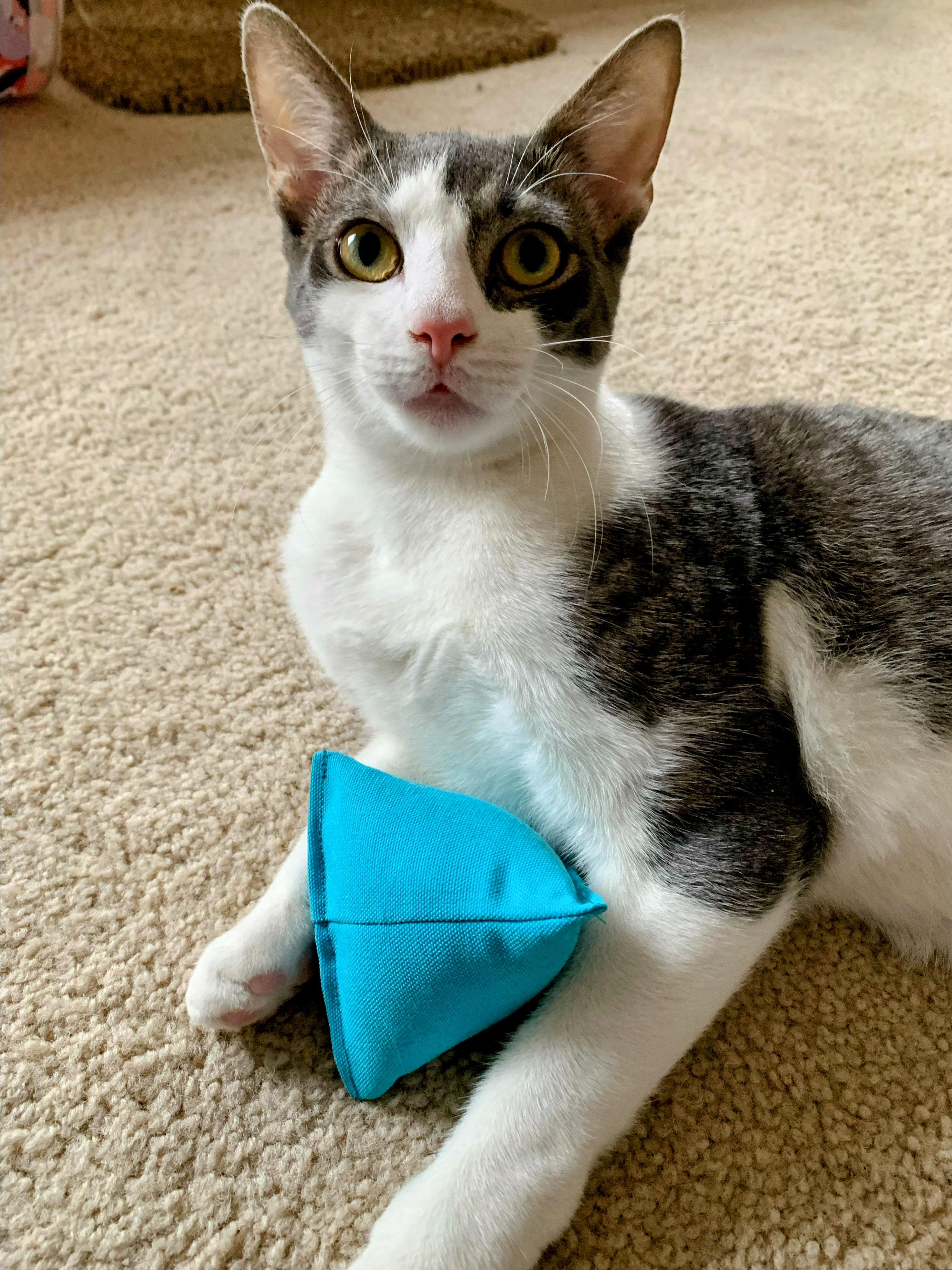 Enlarge Rubeus, a Adoptable Domestic Short Hair in Apex, NC image 2/6