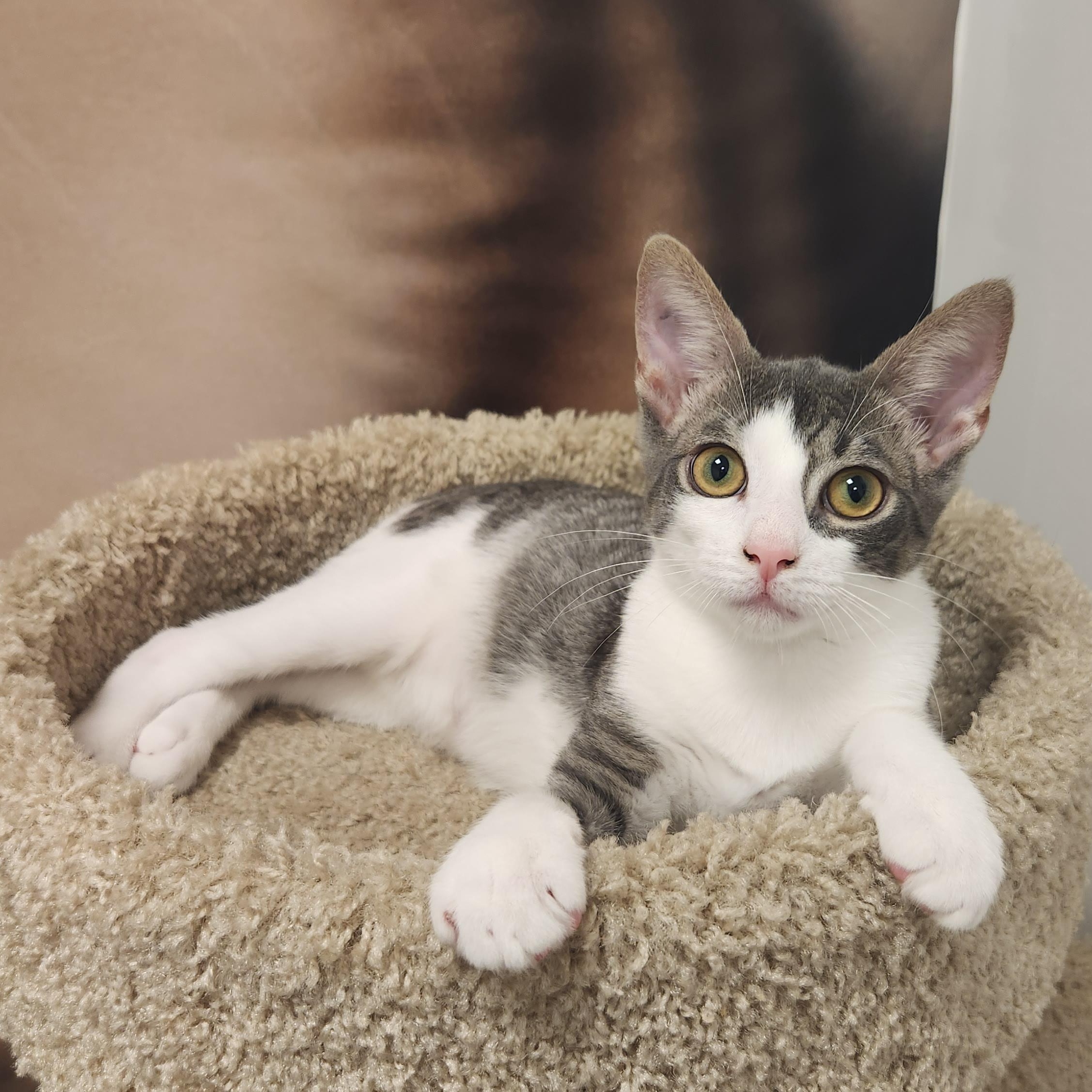 Enlarge Rubeus, a Adoptable Domestic Short Hair in Apex, NC image 6/6