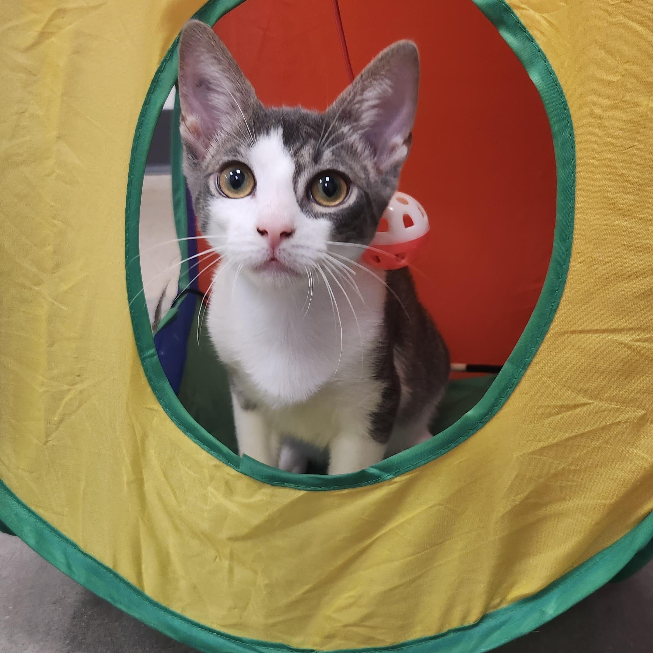 Enlarge Rubeus, a Adoptable Domestic Short Hair in Apex, NC image 5/6