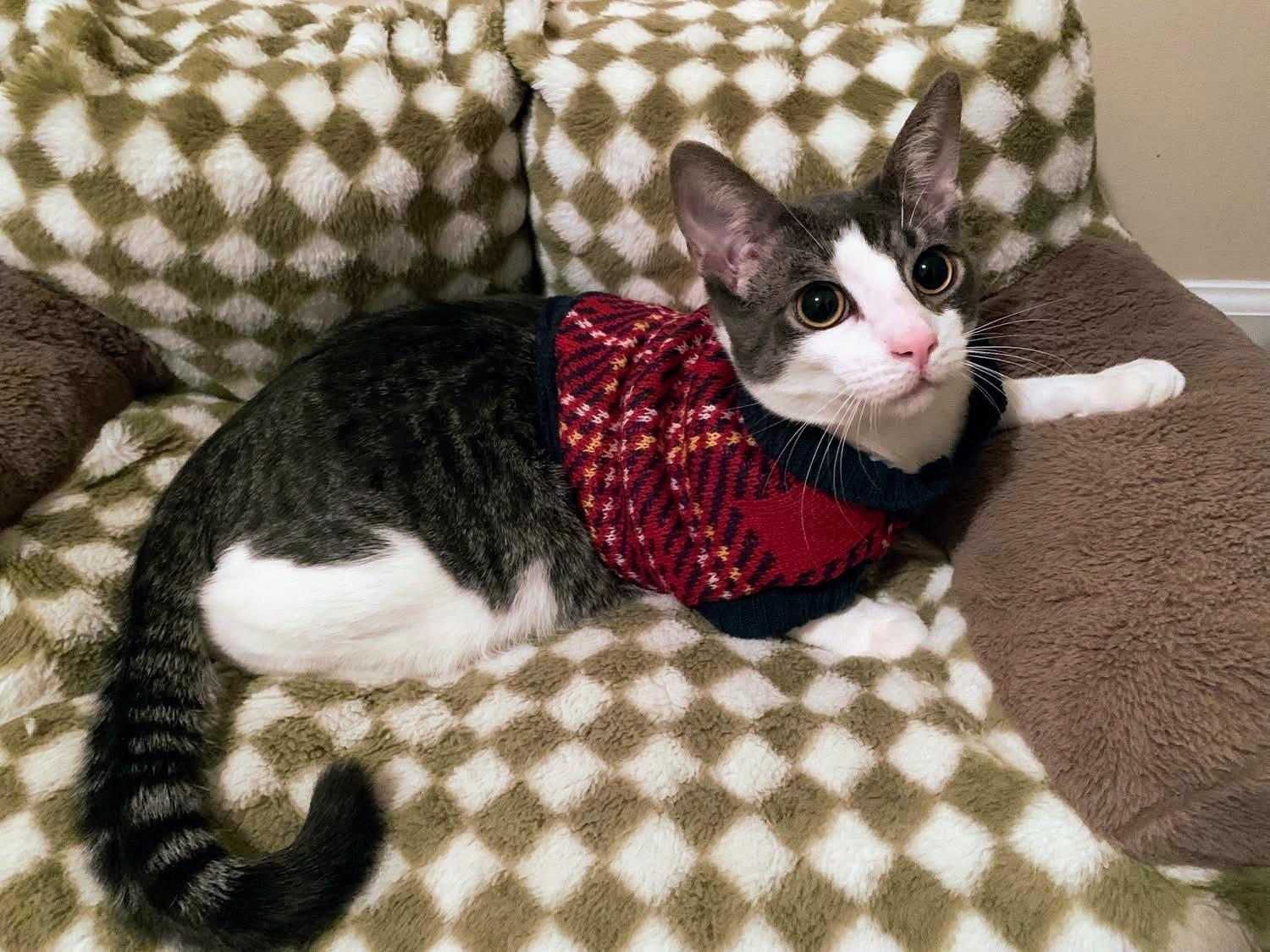 Rubeus, Adoptable, Kitten Male Domestic Short Hair.