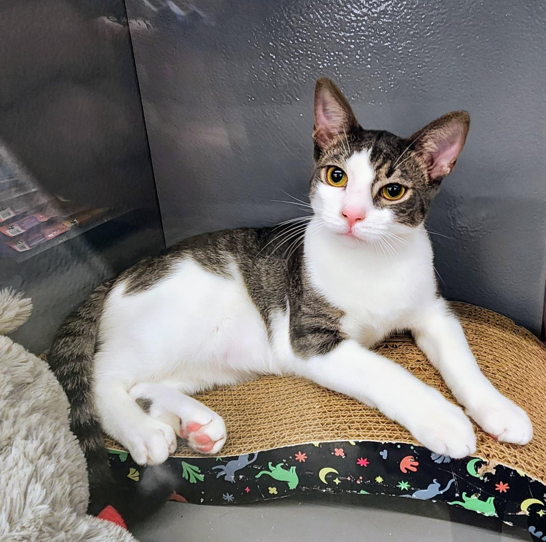 Enlarge Rubeus, a Adoptable Domestic Short Hair in Apex, NC image 1/6