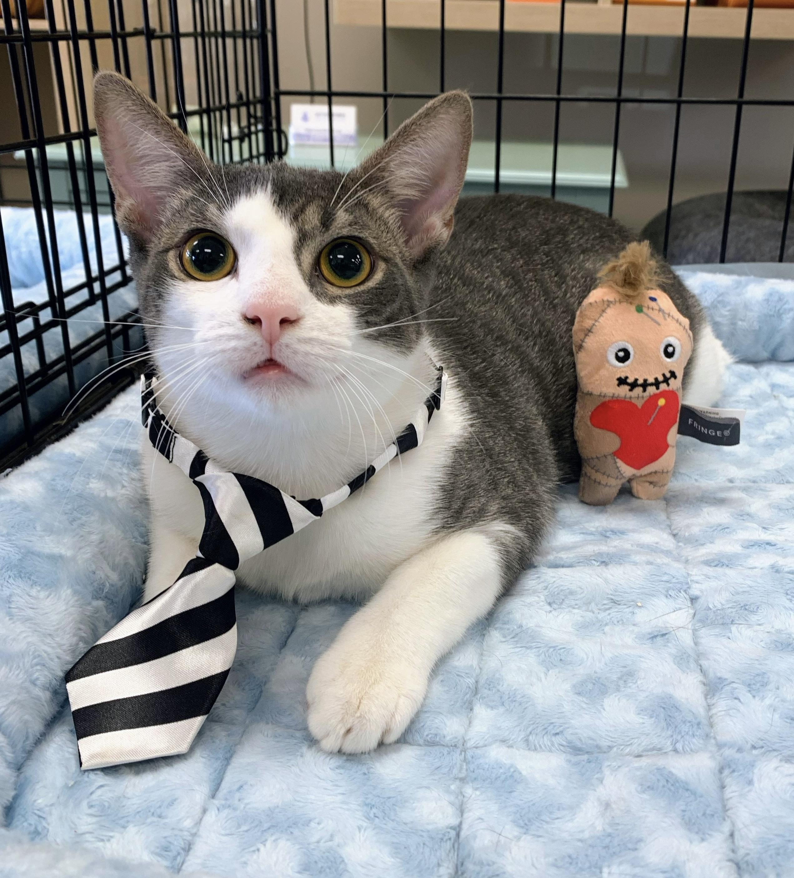 Enlarge Rubeus, a Adoptable Domestic Short Hair in Apex, NC image 4/6