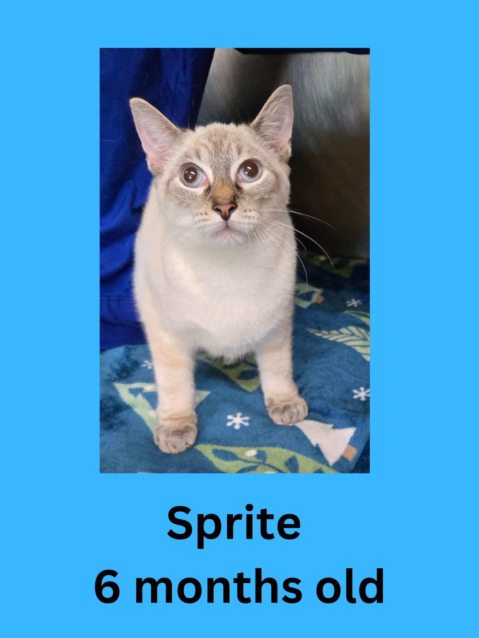 Enlarge Sprite, an adopted Domestic Short Hair in Ravenna, OH image 1/1