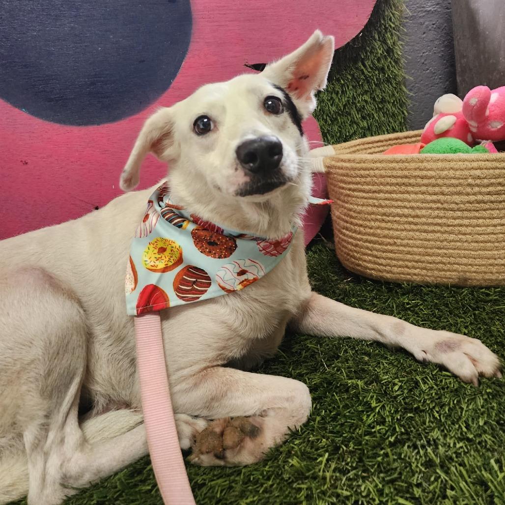 Manchita C, Adoptable, Adult Female Mixed Breed.