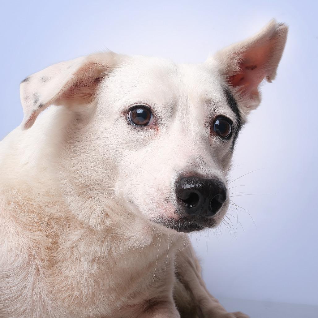 Enlarge Manchita C, a Adoptable Mixed Breed in Guaynabo, PR image 2/3