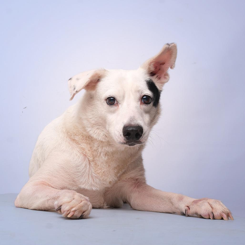 Enlarge Manchita C, a Adoptable Mixed Breed in Guaynabo, PR image 3/3
