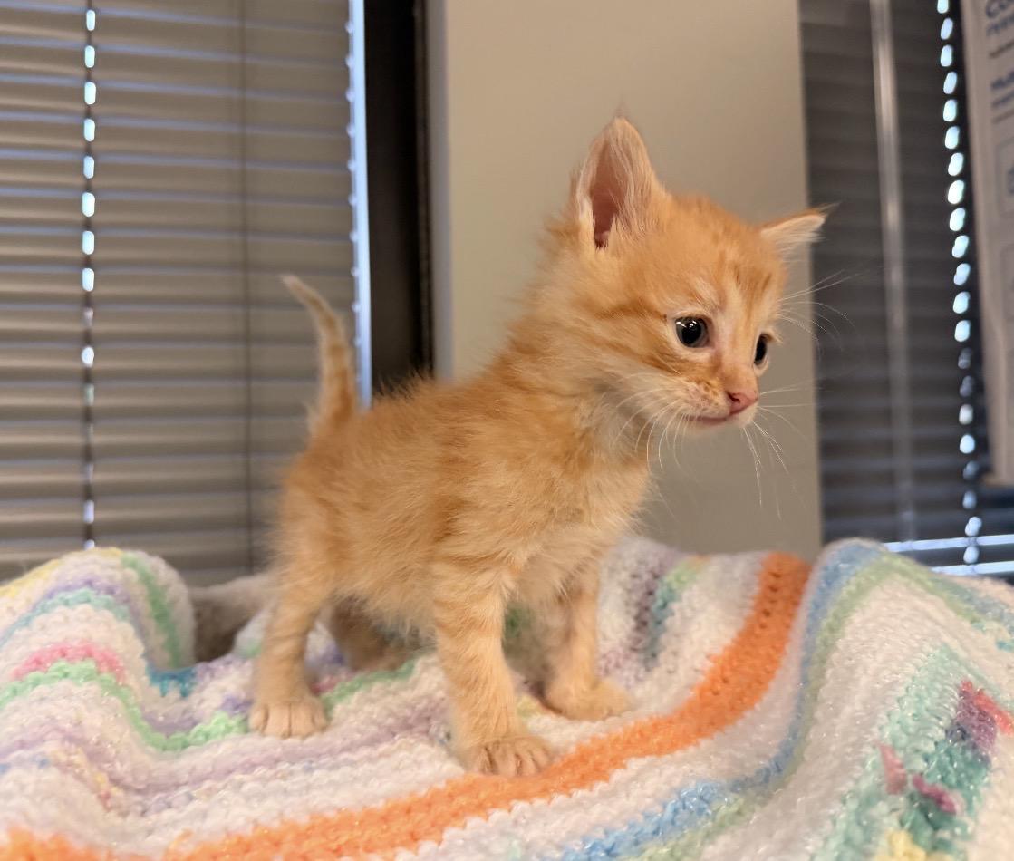 Enlarge Rusty, an adopted mixed breed in East Dundee , IL image 3/3