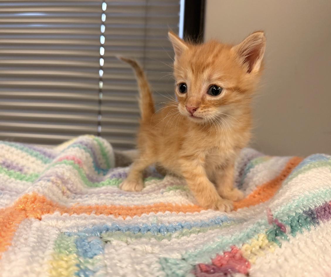 Enlarge Rusty, an adopted mixed breed in East Dundee , IL image 2/3