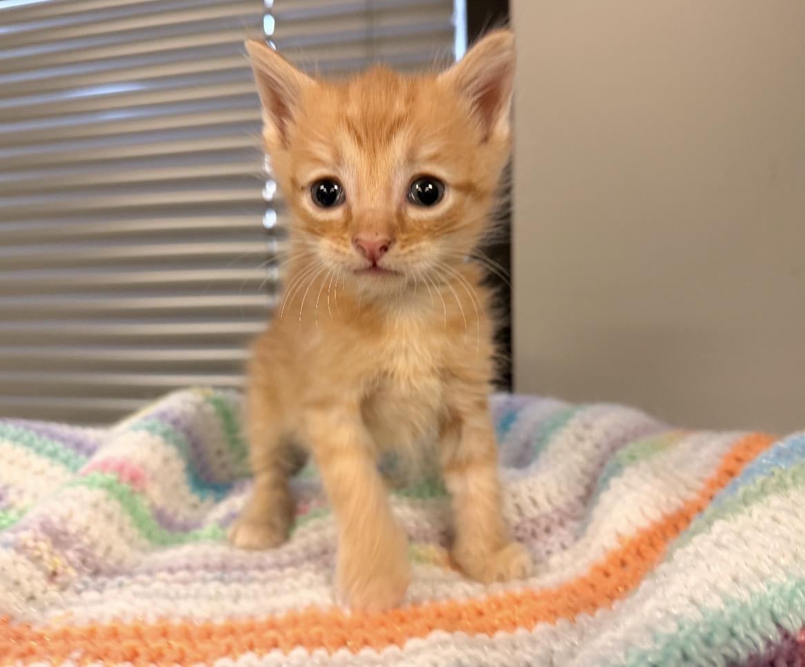 Enlarge Rusty, an adopted mixed breed in East Dundee , IL image 1/3