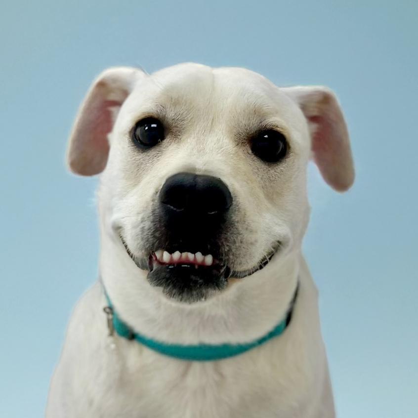 Beaux, a Adoptable mixed breed in Scottsdale, AZ image 2/5