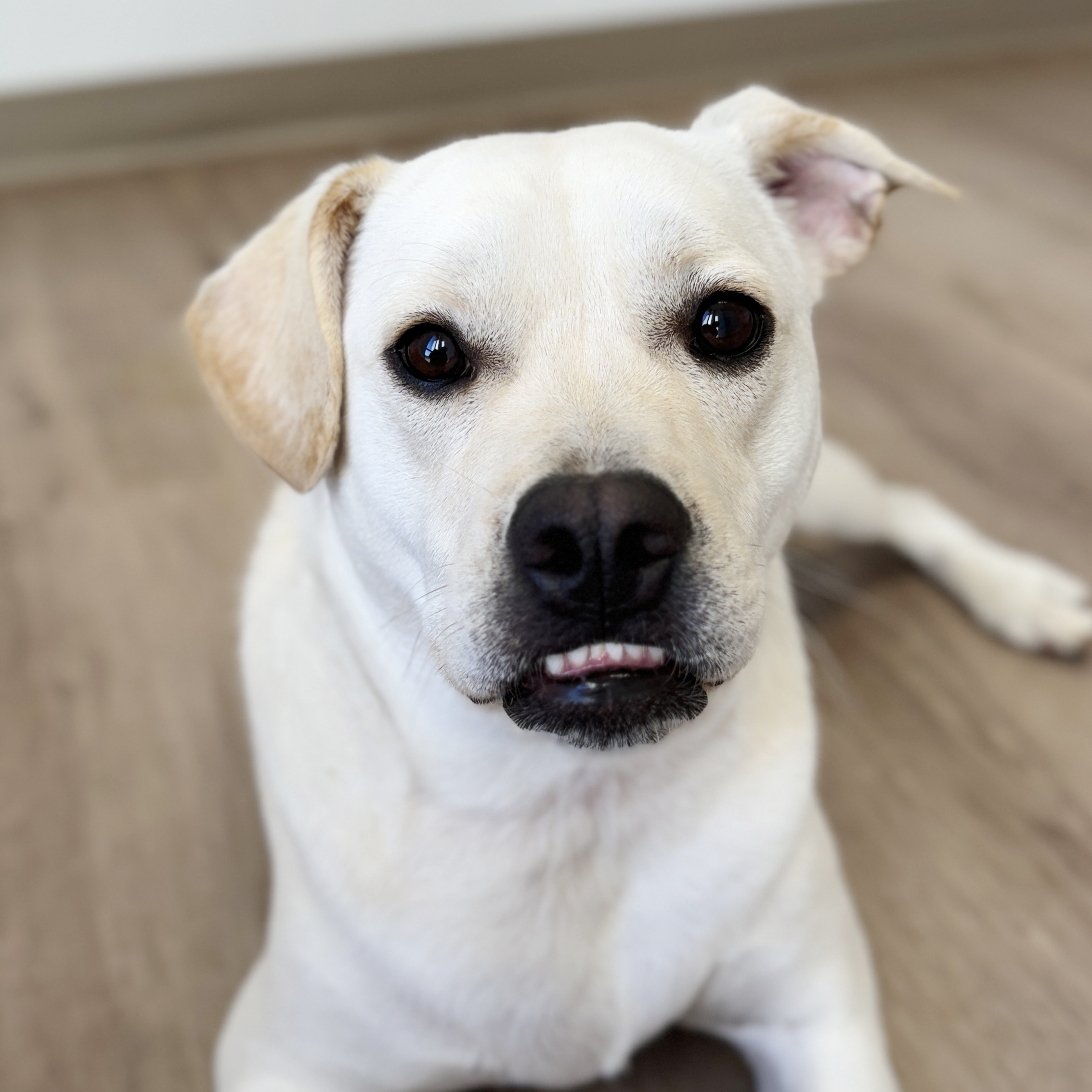 Beaux, a Adoptable mixed breed in Scottsdale, AZ image 4/5